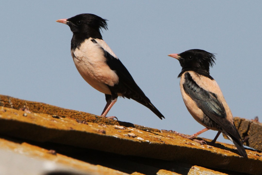 Zwei Rosenstare auf einem Dach | © Hans-Joachim Fünfstück