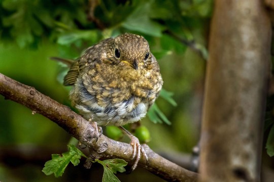 Rotkehlchen-Jungvogel auf Ast | © Carl-Peter Herbolzheimer