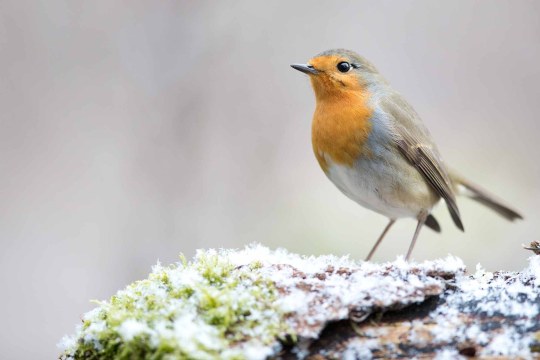 Rotkehlchen | © Peter Auernhammer