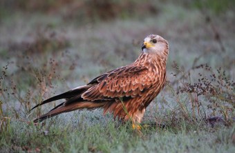 Seeadler  | © Gunther Ziegler