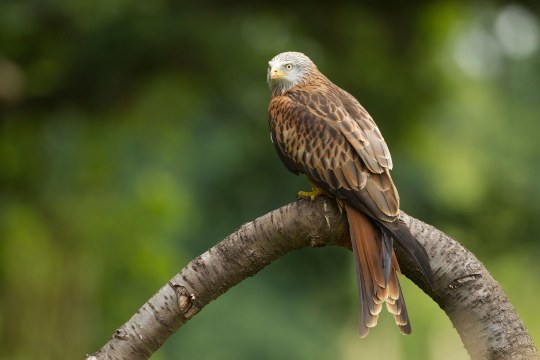 Rotmilan | © Rosl Rößner