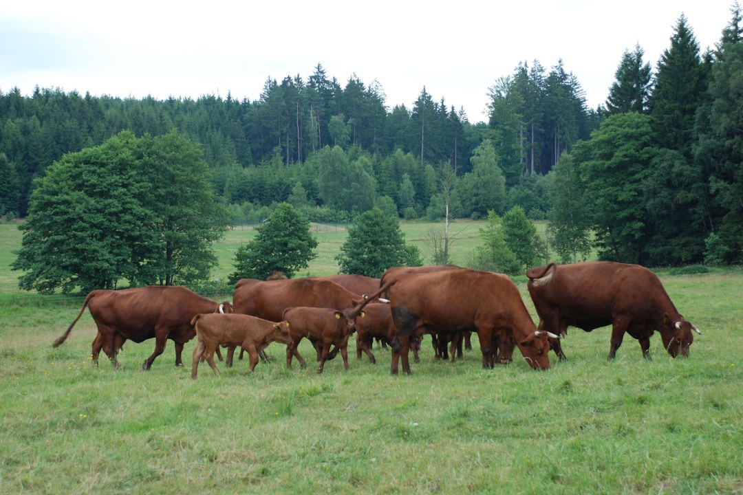 Rotviehherde grast auf einer Wiese | © Ralf Hotzky