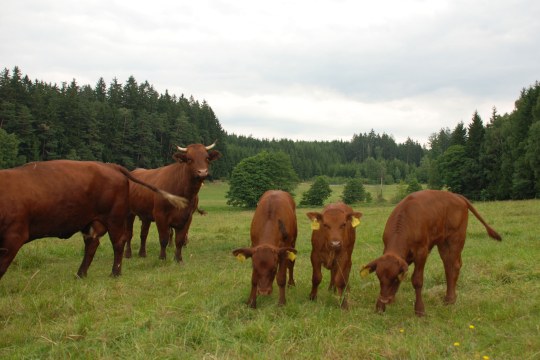 Rotvieh mit drei Kälbern auf einer Wiese, alle haben Ohrmarken | © Ralf Hotzy