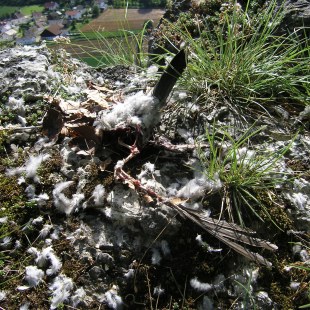 Rupfkanzel in Uhu-Brutplatznähe | © LBV