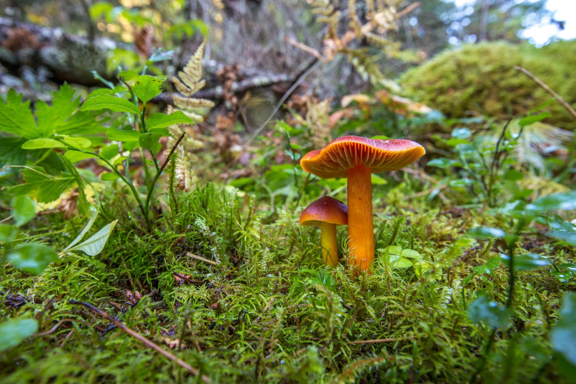 Zwei leuchtend orange Saftlinge wachsen auf moosigem Waldboden | © Andreas Hartl