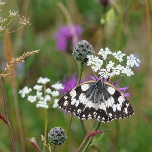 Schachbrett | ©  Dr. Eberhard Pfeuffer