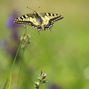 Schwalbenschwanz | © Monika Graf
