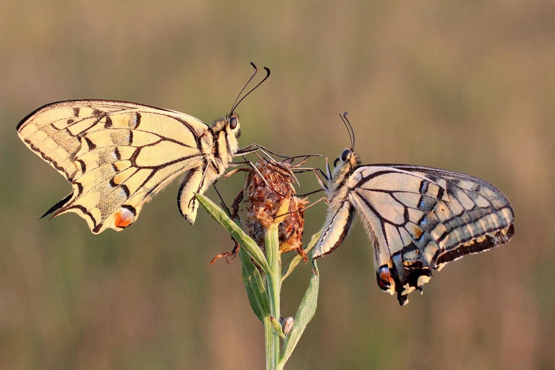 Zwei Schwalbenschwänze sitzen sich gegenüber auf einer Pflanze | © Ulrike Neukamm
