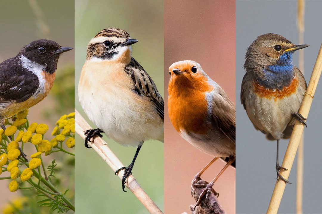 Schwarzkelchen, Braunkehlchen, Rotkehlchen, Blaukehlchen (von links nach rechts) | © Zieger/ Derer/ Schmidt/ Masur