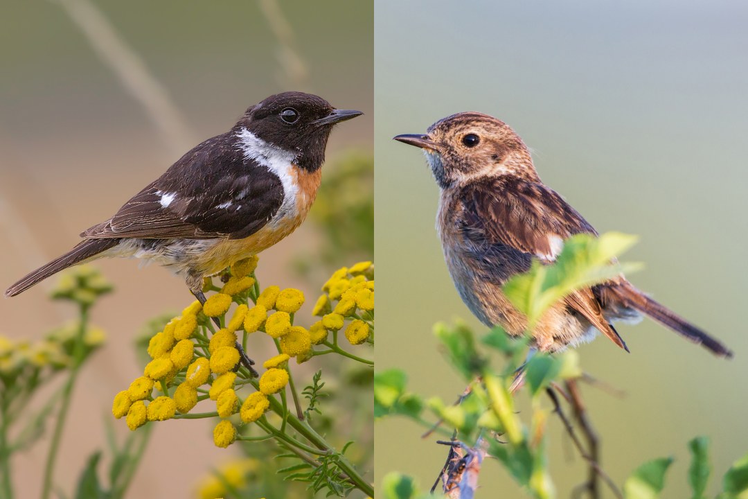 Schwarzkehlchen männlich (links) und weiblich (rechts) | © Gunther Zieger/ Markus Glässel