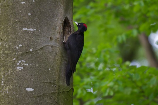 Schwarzspecht | © M. Bosch