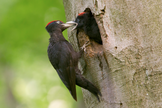 Schwarzspecht füttert Jungvögel in Bruthöhle | © Rosl Rößner
