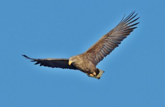 Seeadler im Flug im Hintergrund blauer Himmel | © Edmund Abel