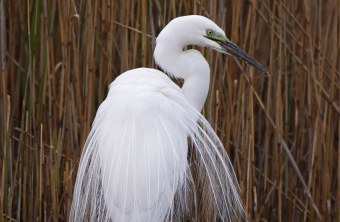 Silberreiher im Schilf von hinten | ©Marcus Bosch