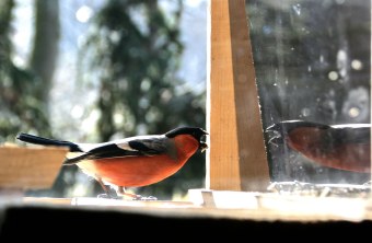 Gimpel attackiert sein Spiegelbild | © Richard Straub