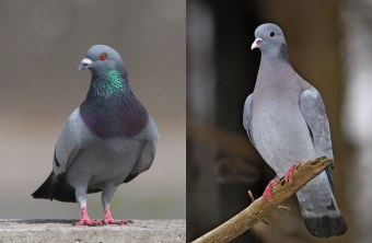 Straßentaube, links, Hohltaube rechts | © Zdenek Tunka/ Marcus Bosch