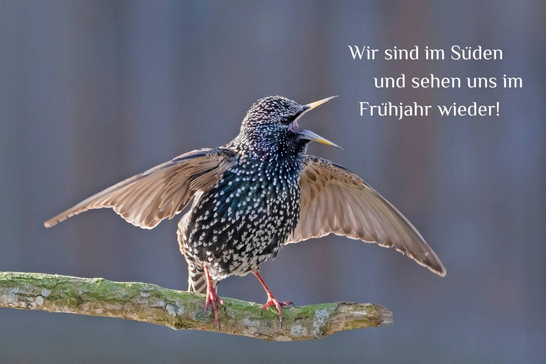 Star mit offenen Flügeln | © Rainer Schaaf