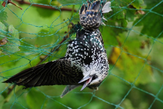 Star ist kopfüber in einem Netz gefangen | © H. Zinnecker