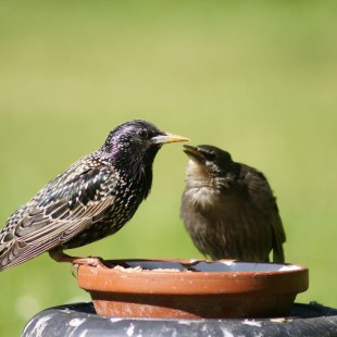 Star und Jungvogel an einem Blumentopfuntersetzer mit Futter | © Manfred Kraemer