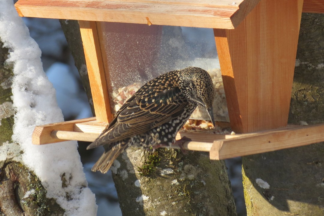 Star sitzt am Futterhaus | © Jürgen Skolaude