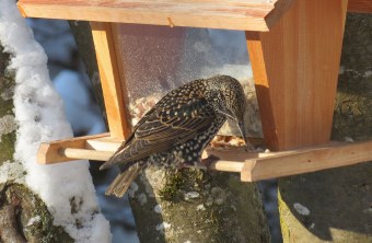 Star sitzt am Futterhaus | © Jürgen Skolaude