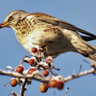 Wacholderdrossel auf einem Ast mit Beeren, der mit Schnee besetzt ist. Sie hat auch eine Beere im Schnabel | © Steffen Lenk