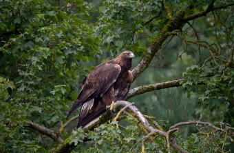 Steinadler auf einem Ast im Baum | © Marcus Bosch