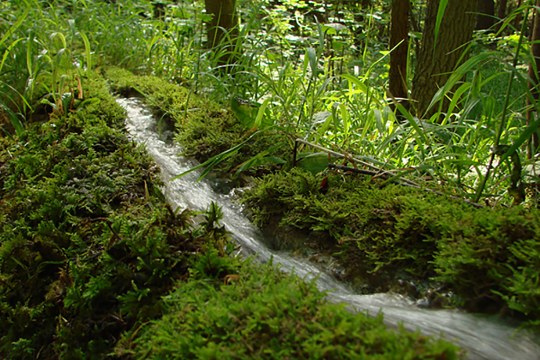 Steinernen Rinne von Wolfsbronn im Projektgebiet | ©Zoran Jokic