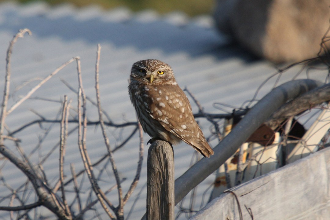 Steinkauz | © Dr. Christoph Moning