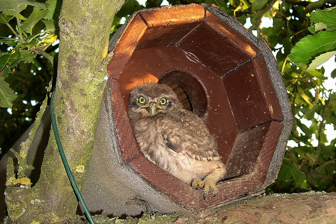 Nisthilfe Steinkauz | © D. Scheffler