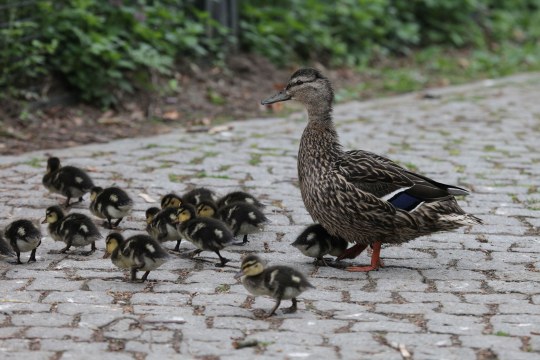Entenmutter mit 11 Küken auf einer asphaltierten Straße | © Ralph Sturm