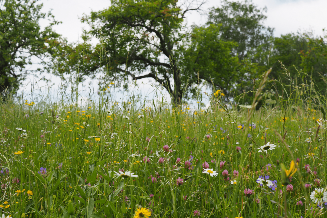 Streuobstwiese | © Franziska Wenger