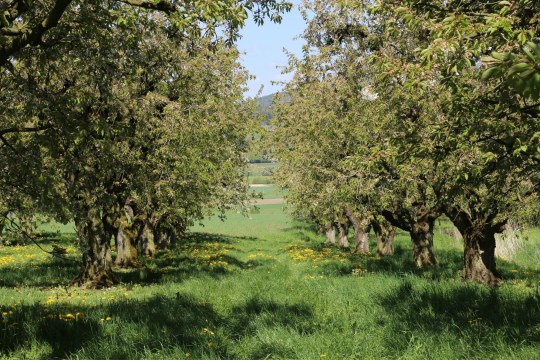 Streuobstwiese | © Peter Bria