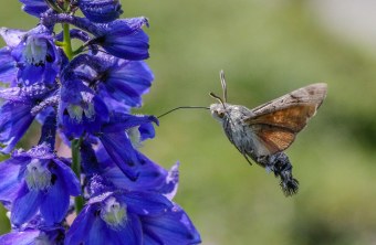 Taubenschwänzchen en saugt an einer Blüte Nektar | © Ralph Sturm