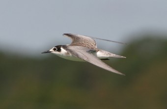 Trauerseeschwalbe im Flug | © Zdenek Tunka