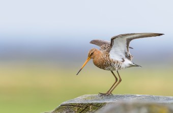 Uferschnepfe auf Baumstumpf | © Bosch Christoph