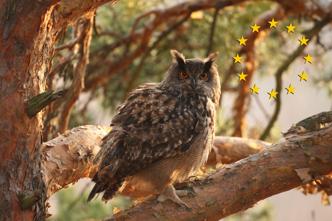 Uhu sitzt auf einem dicken Ast eines Baumes, rechts von ihm sind die EU-Sterne in einem Ring zu sehen | © Zdenek Tunka