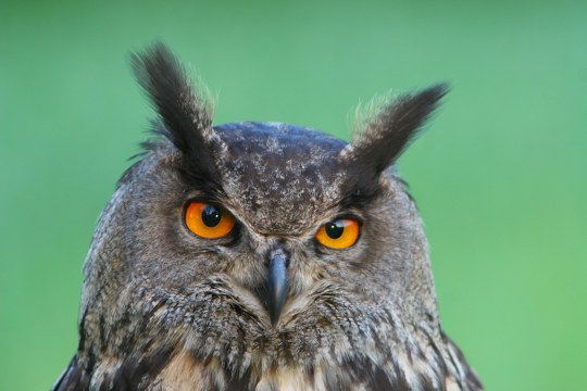 Uhu blickt schläfrig in die Kamera | © Zdenek Tunka