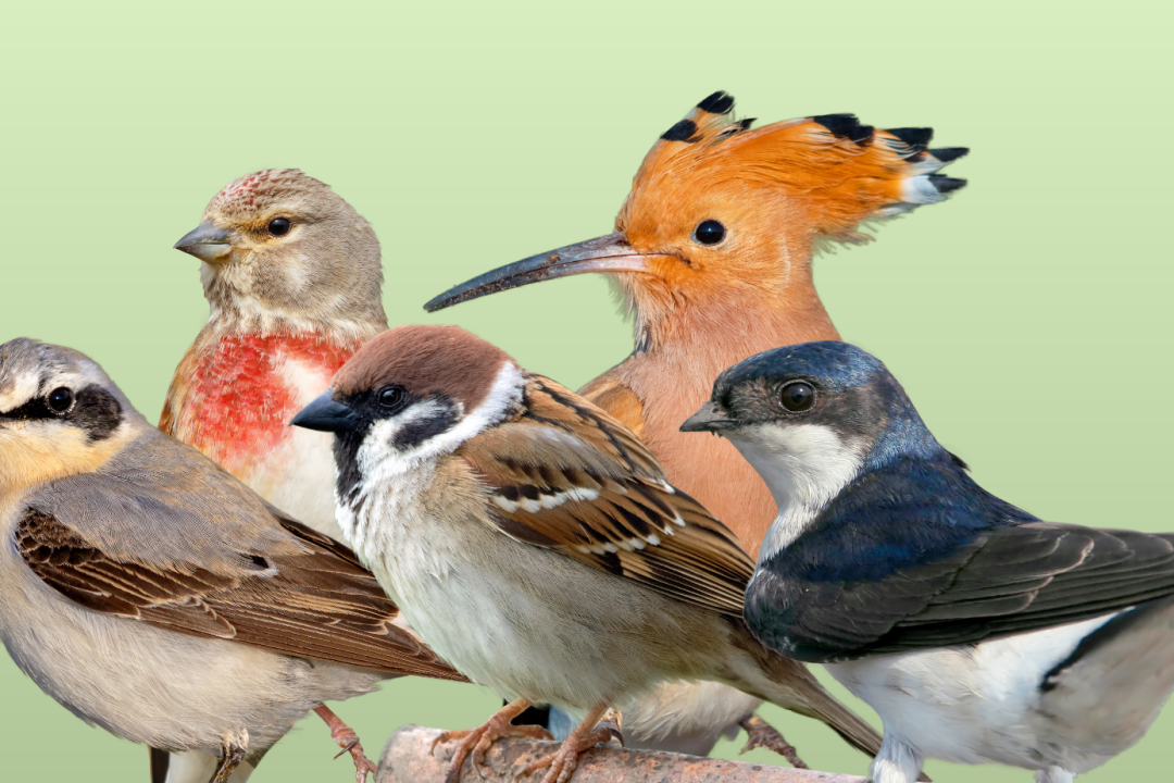 Vogel des Jahres Cover