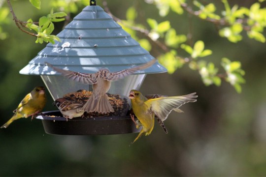 Vogelfuetterung | © Rittscher Ingo