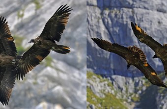 Alle ausgewilderten Bartgeier |  © Markus Leitner