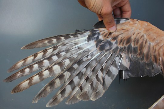 Flügel einer verletzten Wiesenweihe, der mit Habichtsfedern geschiftet wurde damit sie wieder fliegen kann | © Ferdinand Baer