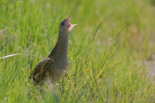 Wachtelkönig | © Josef Baumgartner