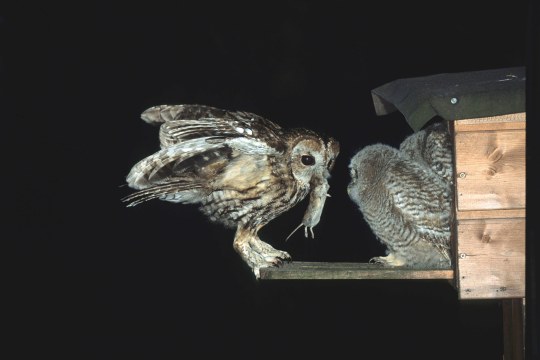 Waldkauz bringt eine Ratte für seine Jungvögel, von denen zwei außerhalb des Nistkastens stehen und auf das Futter warten | © Dieter Hopf