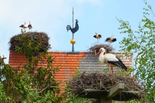 Weißstorchhorste in Rudelstetten | © Heidi Källner