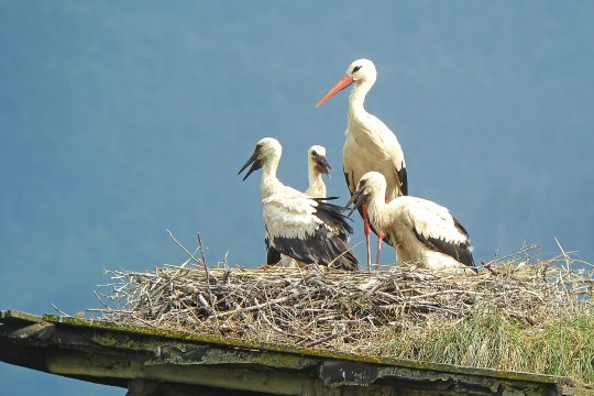 Weißstorchfamilie im Horst | © Werner Borok