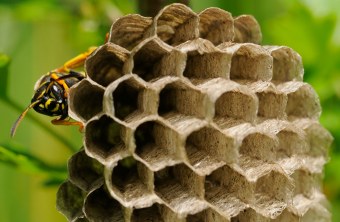 Wespe sitzt links auf einigen Waben | © Manfred Waldhier
