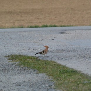 Wiedehopf in der Einfahrt | © M. Manegold