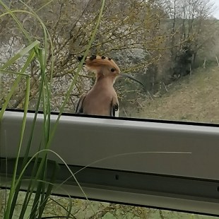 Wiedehopf am Fenster | © Martina Lautenschläger