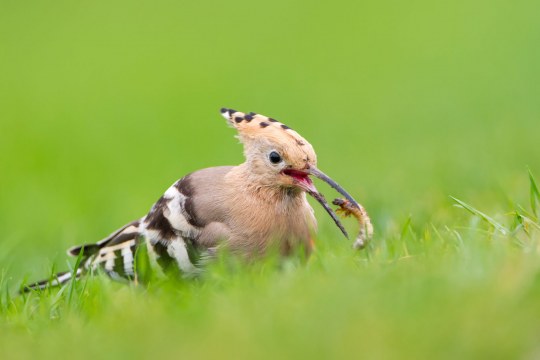Wiedehopf in einer grünen Wiese mit Nahrung im Schnabel | © Markus Gläßel